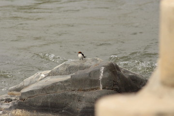 Wire-tailed swallow in Africa