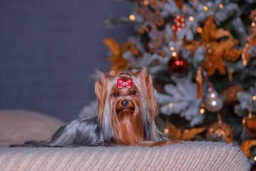 Glamorous dog breed Yorkshire Terrier lies on the bed in a photo Studio with a new year's interior.