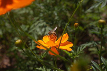 Obraz premium bee_03