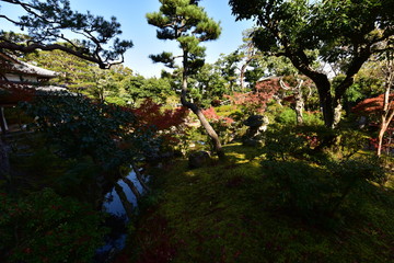 日本の奈良の紅葉