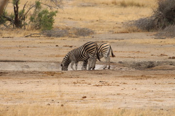 Obraz na płótnie Canvas Zebras in South Africa