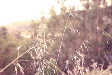 Natural background, dry grass plant in the nature