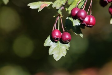 Berries of a common hawthorn (Crataegus monogyna)