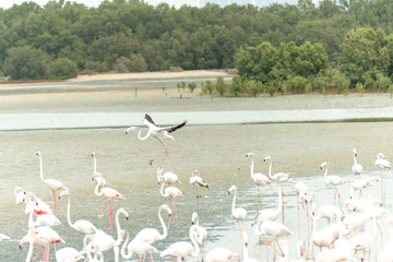 Flamingoes in Ras Al Khor Wildlife Sanctuary, Ramsar Site, Flamingo hide2, Dubai, United Arab Emirates