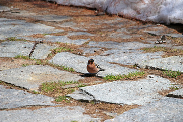 Pinson des Arbres au printemps