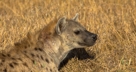 Hyäne, Massai Mara