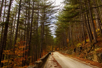 Obraz premium Autumnal landscape of Abruzzo National Park
