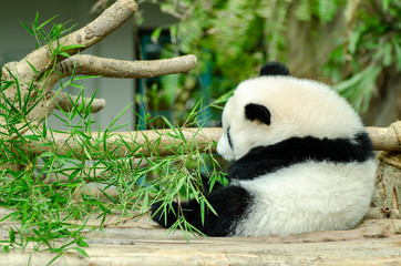 Feeding time, giant panda eating green bamboo leaves