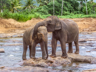  elephants in the river in Pinnawella