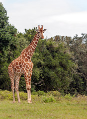Giraffes in the jungle of Kenya in Africa