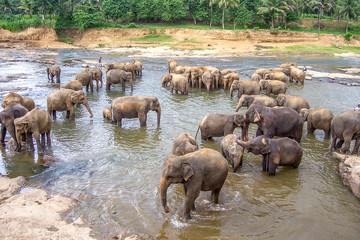 Fototapeta na wymiar hugging elephants in the river in Pinnawella