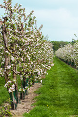 Rows of blossoming apple trees in fruit garden