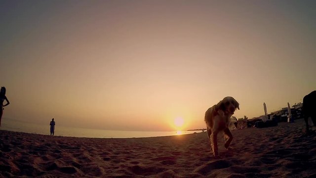 Shot of a dogs Looking and Sniffing into the Camera at the beach sunset, SLOW MOTION