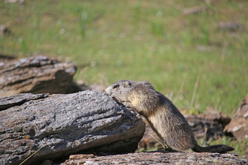 Jeune marmotte en attente