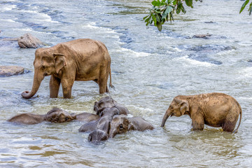 elephants in the river Maha Oya at pinnawala