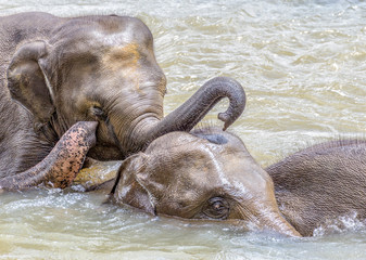 elephants in the river Maha Oya at pinnawala