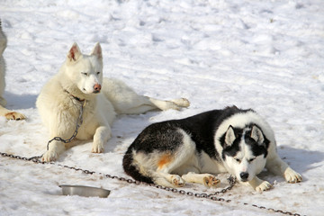 Chiens de traineaux