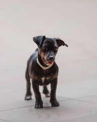 Little Dog Puppy Young Black Funny PET animal Small Canine Portrait Curious