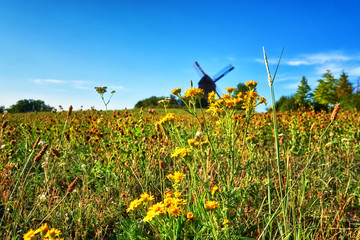 Flowers field at Post Mill in Pudagla on the island of Usedom. - obrazy, fototapety, plakaty