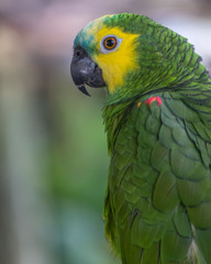 Close up a green Amazon Parrot