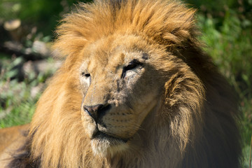 Obraz na płótnie Canvas close up portrait of a male lion