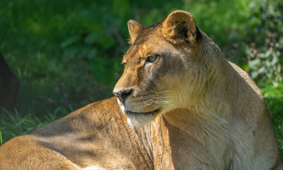 Close up of Lioness 