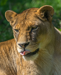 Close up of Lioness, tongue out, licking lips