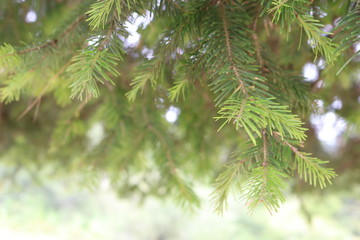 fir tree branch