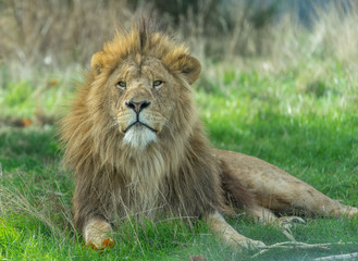Obraz na płótnie Canvas Lion sitting in grass looking at camera