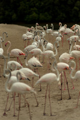Fototapeta premium Flamingoes in Ras Al Khor Wildlife Sanctuary, Ramsar Site, Flamingo hide2, Dubai, United Arab Emirates