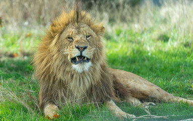 Lion looking at camera, mouth open