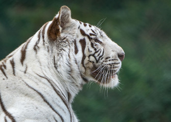 Profile of a white tiger head