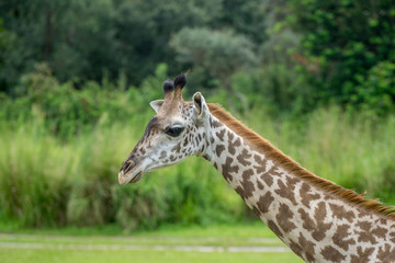 Giraffe neck and head