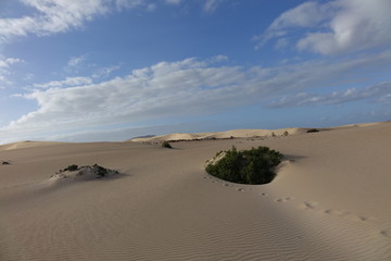 Low sun late afternoon, in the natural park,Corralejo,Fuerteventura,Canary-Islands,Spain.