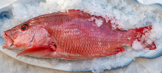 Red snapper