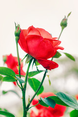 Obraz premium Red rose flower with green leaves