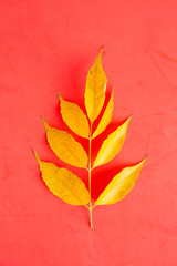 Tree branches with yellow leaves