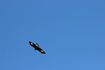 Aigle Royal en été