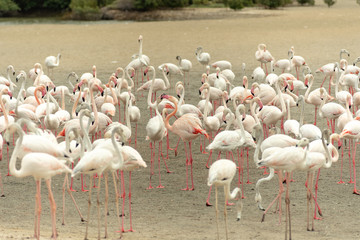 Flamingoes in Ras Al Khor Wildlife Sanctuary, Ramsar Site, Flamingo hide2, Dubai, United Arab Emirates