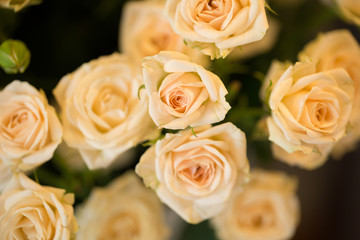 flowers rose background