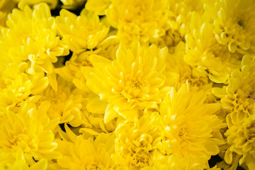 background yellow flowers