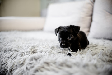 Black puppy toy terrier sitting on a sofa and playing with a hand and