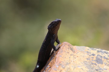 BLACK GIRDLED LIZARD