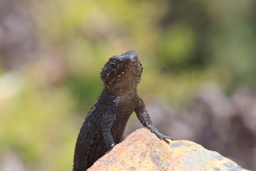 BLACK GIRDLED LIZARD
