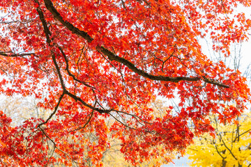Rote Ahorn Baum im Herbst