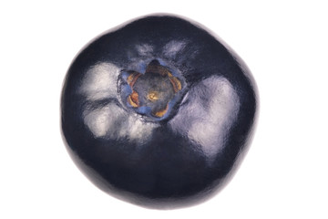 Single blueberry on white background