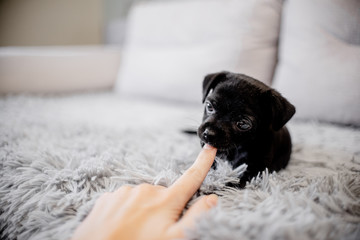 Black puppy toy terrier sitting on a sofa and playing with a hand and