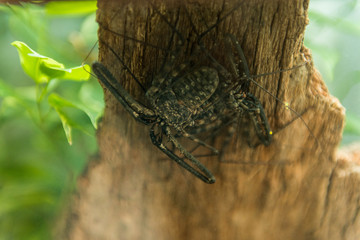 wildlife