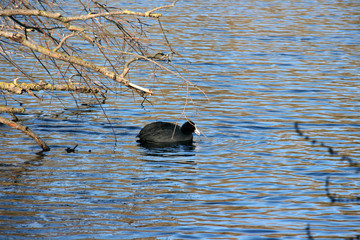 Un oiseau navigue sur l'eau