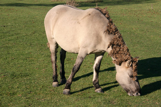 La crini&egrave;re pleine de bardanes